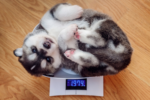 実は病気が隠れているかも？愛犬を病院へ連れて行く前のチェックポイント