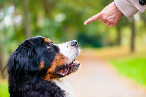 叩くのは全てNG！飼い主なら知ってほしい、しつけと虐待の線引き