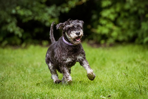 若さを保つために!高齢犬の「こころ」と「からだ」を刺激しよう