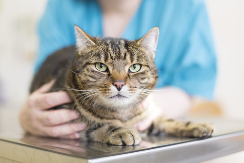 高齢になる前に愛猫へできることは?シニア猫の特徴と飼い主さんが気をつけたいこと