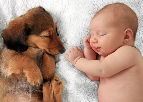 犬が赤ちゃんにやきもちするときはどうしたらいい?嫉妬行動の理由と対策