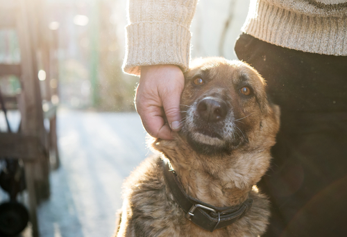 室内犬と室外犬、寒さ対策の違いは?犬の寒さを感じているときの仕草と対策