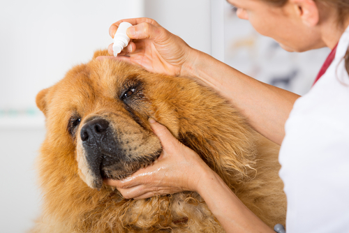 赤外線にも注意して!愛犬の目が見えなくなる前に飼い主さんがしておくべきこと