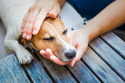 実は病気が隠れているかも？愛犬を病院へ連れて行く前のチェックポイント
