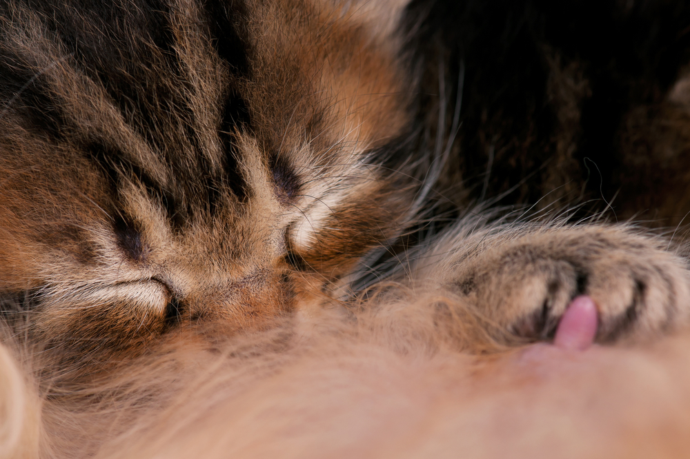猫が毛布を「もみもみ」「ふみふみ」…飼い主さんや毛布を踏んでいるのはどんな理由?