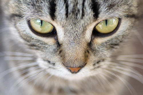 目の健康のために!猫にとらせてあげたい成分とサプリメントの選び方