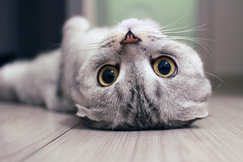 猫の視力って低下するの?目の特徴と、視力に影響を与える病気を解説