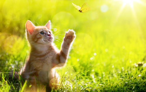 愛猫が虫をムシャムシャ…止めるべき?猫が虫を食べる理由と注意したい危険な虫
