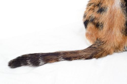 清潔に保つことが大切!猫の「スタッドテイル」について理解しておきたいこと