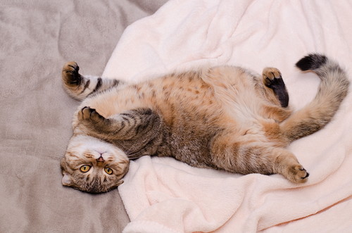 清潔に保つことが大切!猫の「スタッドテイル」について理解しておきたいこと