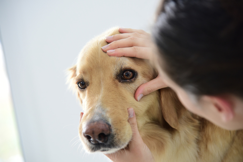 犬の目にゴミが入った!家庭でできる対処法と受診すべき状況を獣医師が解説