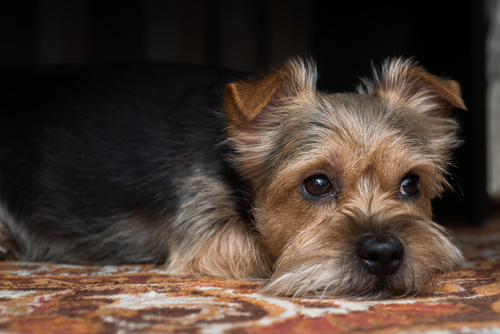 あくびが恐怖のサイン!?犬が不安に思っていることを行動診療獣医師の視点で紹介