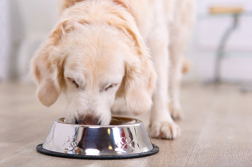 うちの子ちょっと太ってるかも…!犬の「ダイエット」パターン別に徹底解説