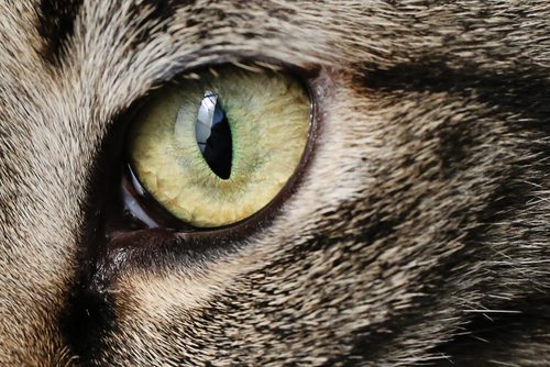 猫の視力って低下するの?目の特徴と、視力に影響を与える病気を解説