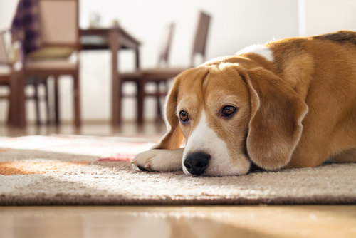 もしかして妊娠?愛犬の妊娠を見極めるためのポイントと飼い主さんがしてあげられること