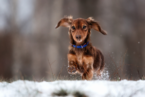 冬の乾燥…犬にベストな湿度は何%?犬に配慮した加湿器の使い方
