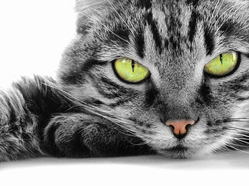 実は視力が悪い?色が分からない?犬と猫の目の仕組みを獣医師が解説