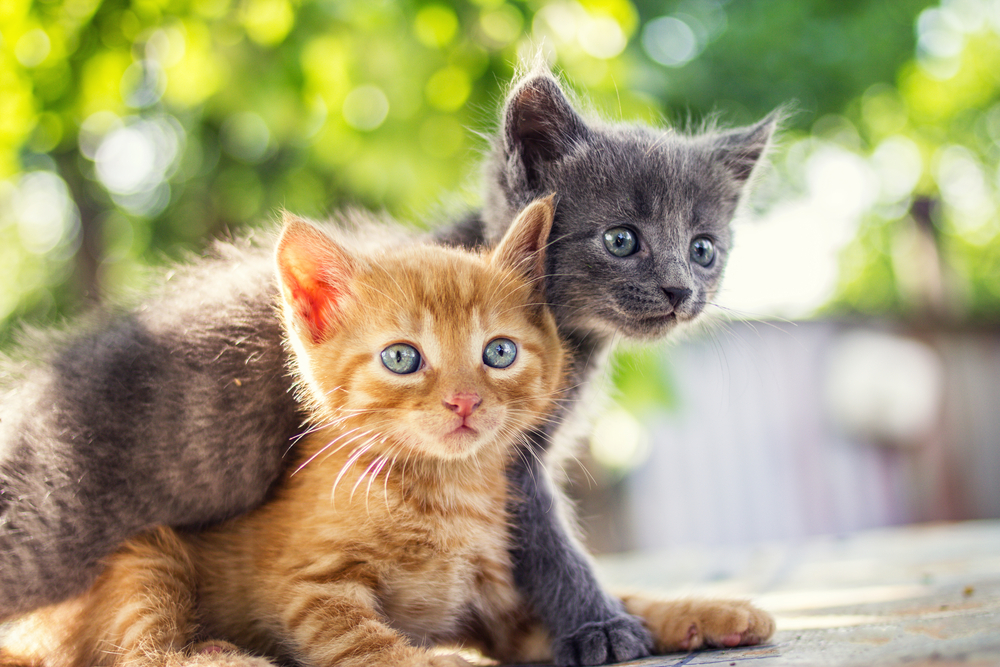 猫はとってもおしゃべり♪ 「鳴き方」から猫の気持ちを知ってもっと仲良くなろう!