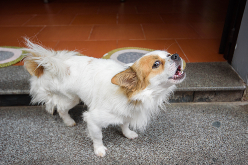 成犬のお悩み3位トイレ問題、2位無駄吠え、1位は…?よくある成犬のしつけお悩みトップ3