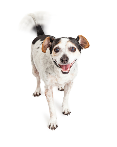 愛犬の「大好き!」サインに気づいていますか?犬が愛情表現をしているときのしぐさや行動