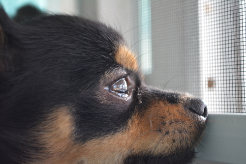 犬って泣くの？「涙」を流す理由と悲しんでいるときにする行動