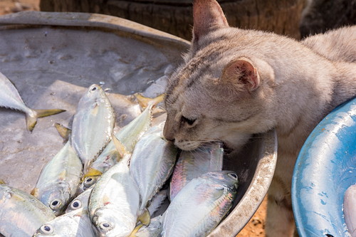 なんでそんなに夢中なの?猫が「魚」を好きな理由を獣医師が解説