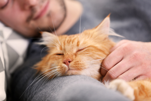 猫がナデナデされて嬉しいときは?撫でられているときの猫の気持ちを行動学目線で解説