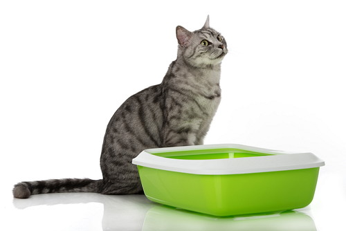 冬は猫の受診が増加!? 「冬」に気をつけたい猫の病気とは
