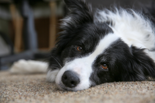 遺伝、環境、それとも飼い主？犬の性格を決める要素ってなに？