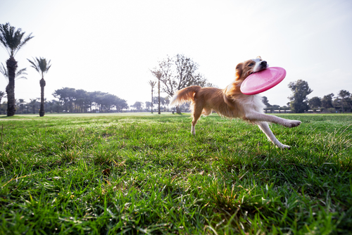 実は視力が悪い?色が分からない?犬と猫の目の仕組みを獣医師が解説