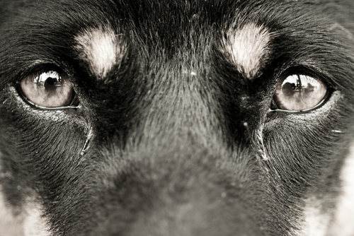 犬の目元のケアってどうするの?家庭でできる基本のお手入れと注意点