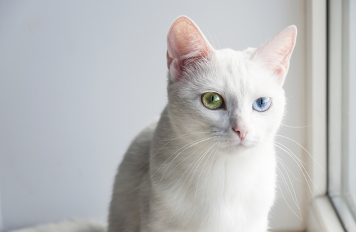 神秘的…だけど病気になりやすいって本当?猫の「オッドアイ」の特徴と猫の目の色について