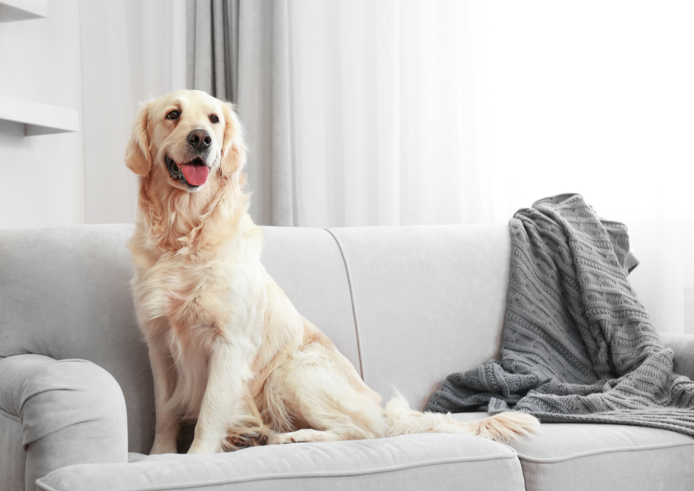 冬の旅行「同行」と「留守番」では何が必要？旅行前に準備しておきたい犬の持ち物リスト