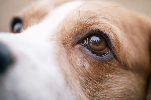 犬の目にゴミが入った!家庭でできる対処法と受診すべき状況を獣医師が解説