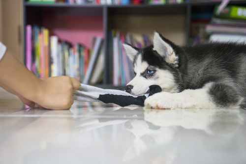 愛犬の「大好き!」サインに気づいていますか?犬が愛情表現をしているときのしぐさや行動