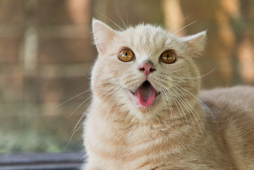清潔に保つことが大切!猫の「スタッドテイル」について理解しておきたいこと