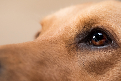 目が白くなるのは白内障だけじゃない…!犬の「角膜内皮ジストロフィー」とは?