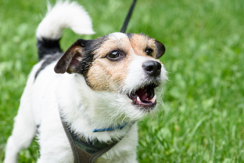 犬同士でどんな会話をしているの?他の犬に会ったときのボディランゲージを行動学的に解説!