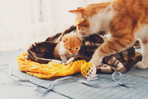 接種時期はどうしたら?猫のワクチンに関する正しい知識