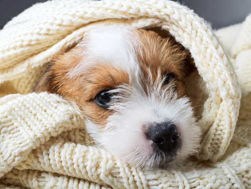 子犬の飼い主さん注目!体が未発達だからこそ特に気を付けてあげたい病気・ケガ