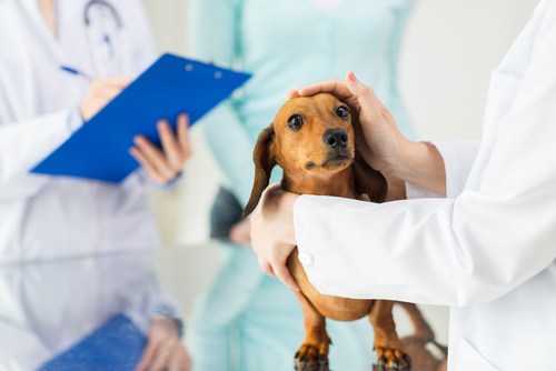 赤外線にも注意して!愛犬の目が見えなくなる前に飼い主さんがしておくべきこと