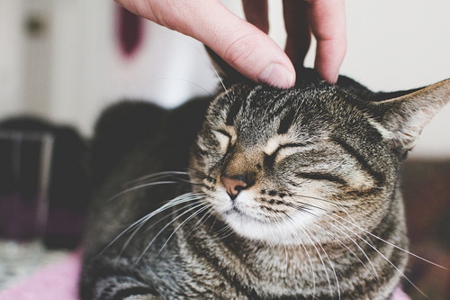 「まばたき」で気持ちを伝える⁉ おもしろい猫のコミュニケーション