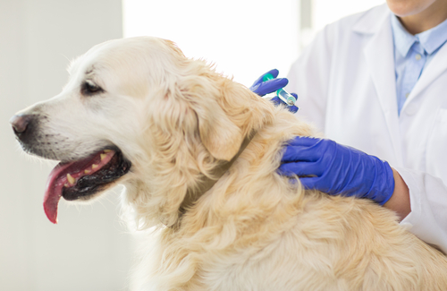 成犬になるまでワクチン未接種…どうしたら?犬のワクチンに関する正しい知識