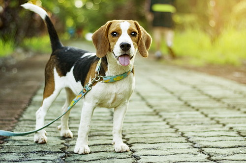 正しい方法を守ろう!「犬と車と運転」気をつけるべきこと