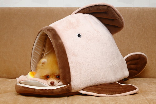 一人暮らしでも犬を飼える?抑えておきたいポイント&注意点