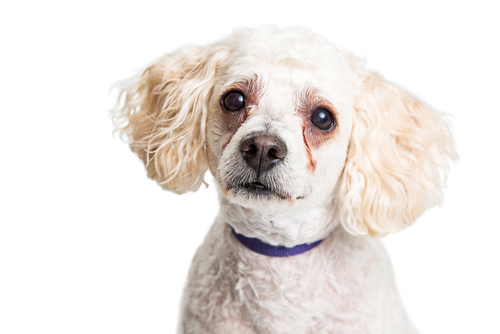 犬の目元のケアってどうするの?家庭でできる基本のお手入れと注意点