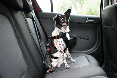 正しい方法を守ろう!「犬と車と運転」気をつけるべきこと