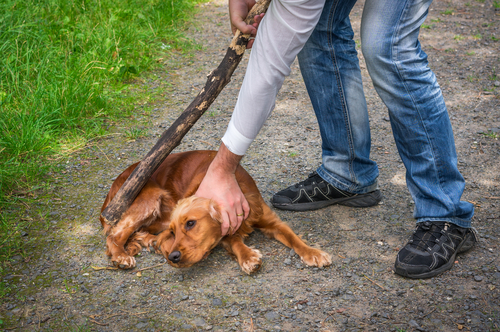 マズルを掴むのはNG!犬の正しい叱り方とやってはいけない叱り方