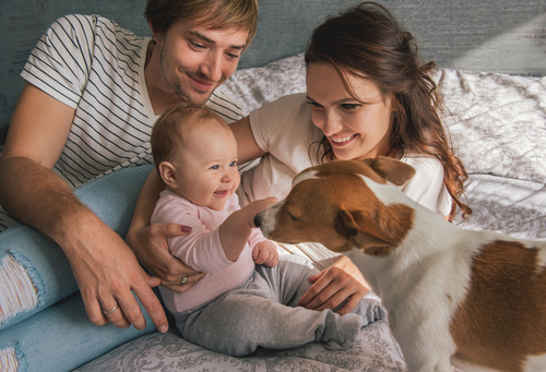 犬が赤ちゃんにやきもちするときはどうしたらいい?嫉妬行動の理由と対策