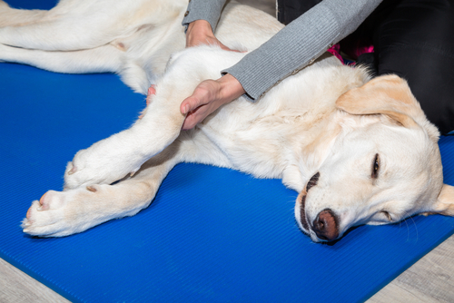 大切な家族のスペシャリストになろう!愛犬家・愛猫家におすすめな動物関連の資格5選